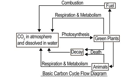 Carbon Cycle Flow Diagram