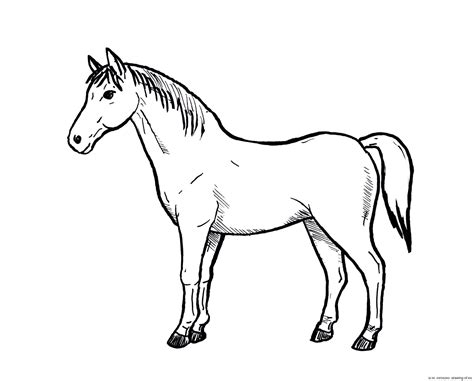 Horse drawing – Line art illustrations