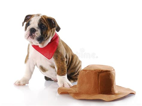 Dog Wearing Cowboy Hat Stock Images - Download 143 Royalty Free Photos ...