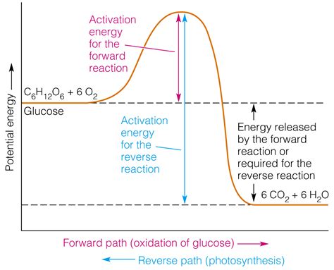 Potential Energy Diagram Labeled