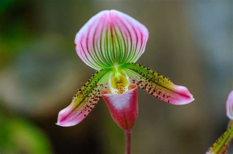 The Total Guide To Growing Beautiful Orchids