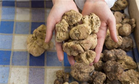 What are White Truffles? | D'Artagnan