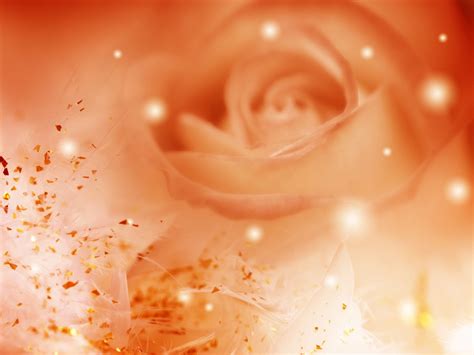 Roses Wallpaper: Awesome Orange Roses | Rose wallpaper, Background hd ...