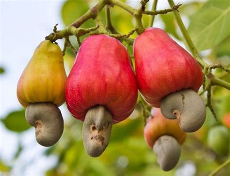 Cashew Nut Farming Business Plan in Nigeria - Business Plan