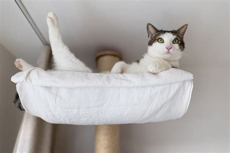 6 Best Large Cat Hammock (for Comfort and Relaxation) - A Cat Life