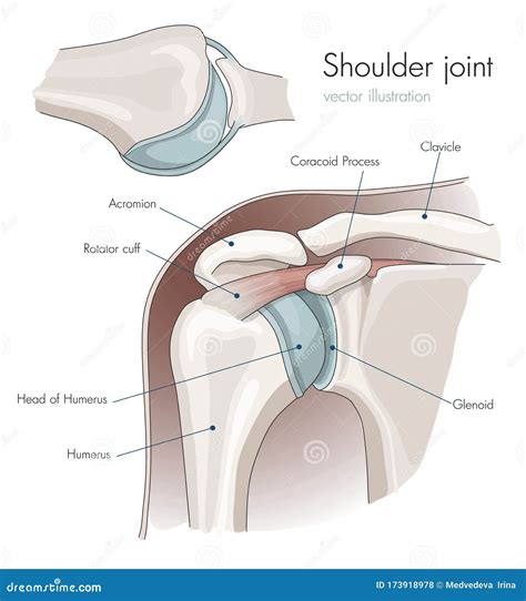 Anatomy Of The Shoulder Joint, Labeled. Vector Illustration ...