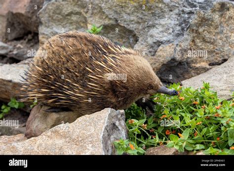 A short beaked echidna, Tachyglossus aculeatu, also known as the spiny ...