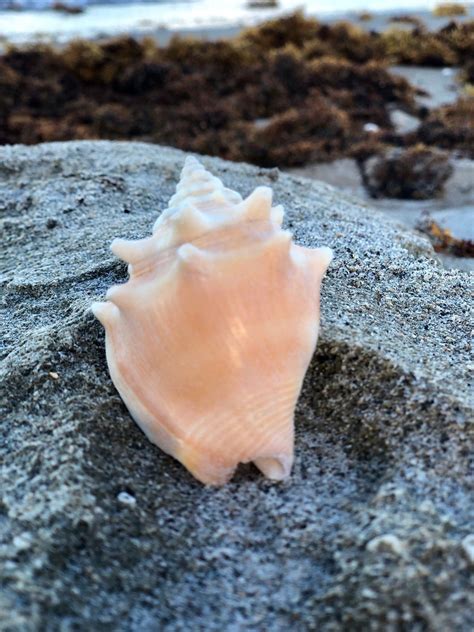 Seashell Juvenile Florida Fighting Conchs Strombus alatus | Etsy ...