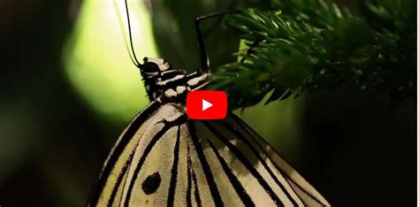 Butterfly conservatory | Butterfly, Tropical plants, Holiday decor