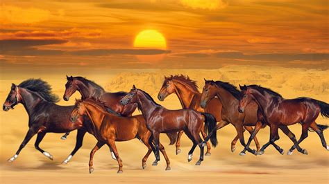 Seven Horses Are Running On Sea Sand During Sunset HD Beautiful ...