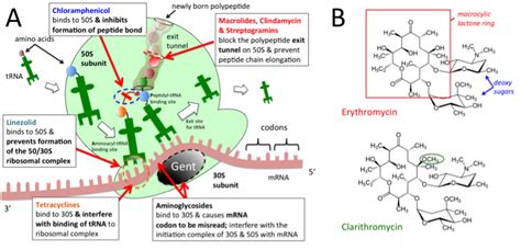 50s_protein_synthesis_inhibitors [TUSOM | Pharmwiki]