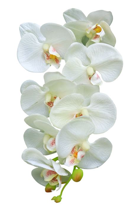 white orchid flower on transparent background 19988491 PNG