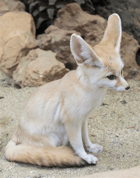 Fennec Fox - Key Facts, Information & Pictures