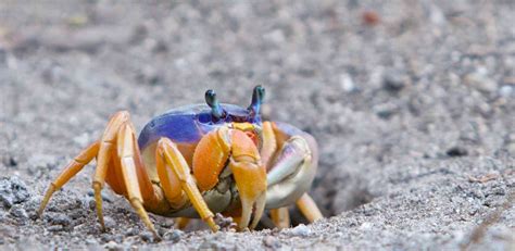 Mangrove Crab Reproduction - Sandos Blog