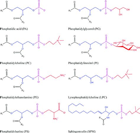 Phospholipid General Structure