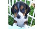 Beaglier Puppies for Sale from Reputable Dog Breeders