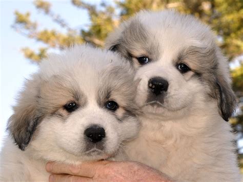 Pyr Puppy Pics 55 at Milk&Honey Farm