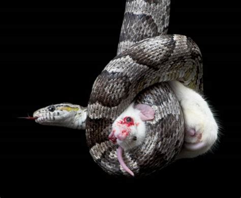 Snake Eating Stock Photos, Pictures & Royalty-Free Images - iStock