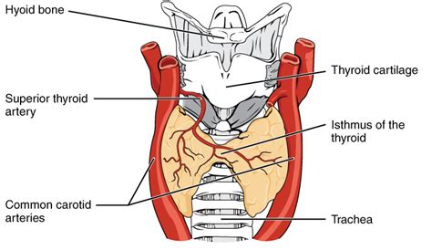 Pathology Outlines - Anatomy