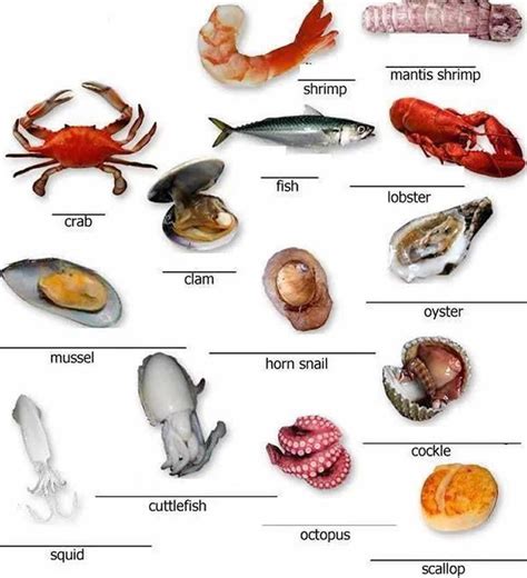 English Honori Garcia: Meat, Poultry and Seafood Vocabulary