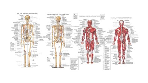 human anatomy back view organs - ModernHeal.com