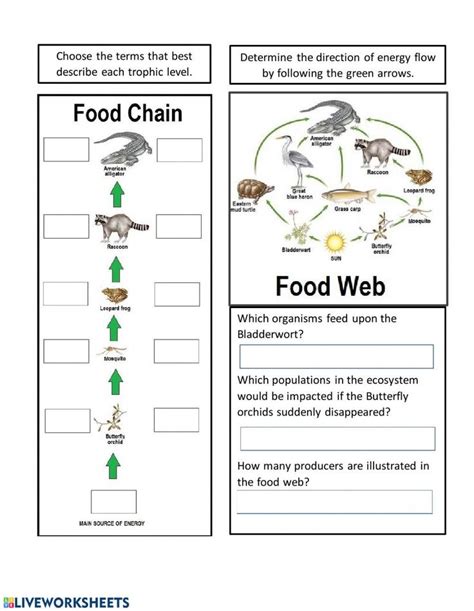 Energy Flow In Ecosystems Worksheet Live Work Sheet Energy Flow In ...