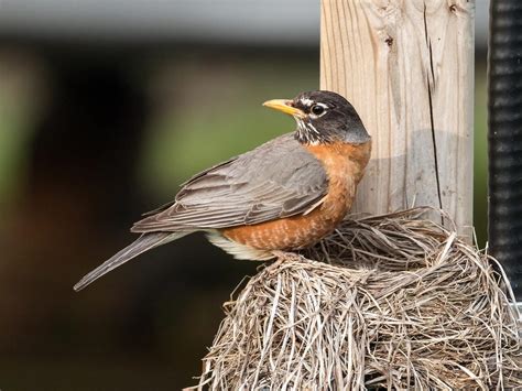 American Robin Nesting (All You Need To Know) | Bird Fact