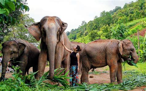 Amelia takes us to the Elephant Nature Park in Chiang Mai, Thailand ...