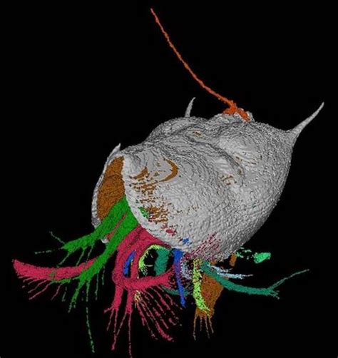 Tongue worm, a 425m year old parasite, found intact with host in ...