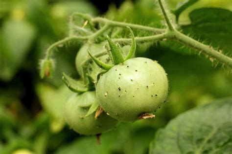 10 Tomato Pests That Pose a Threat to Your Tomato Plants - Ames Farm Center