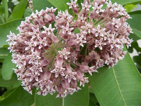 Ronna's Blog: Milkweed