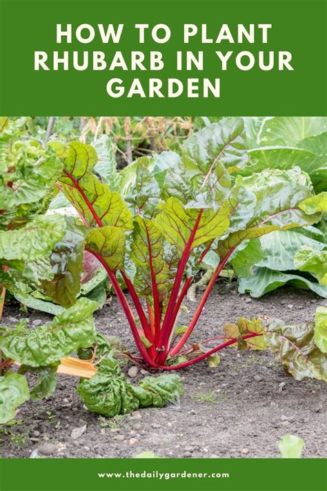 How to Plant Rhubarb in Your Garden (Tricks to Care!)