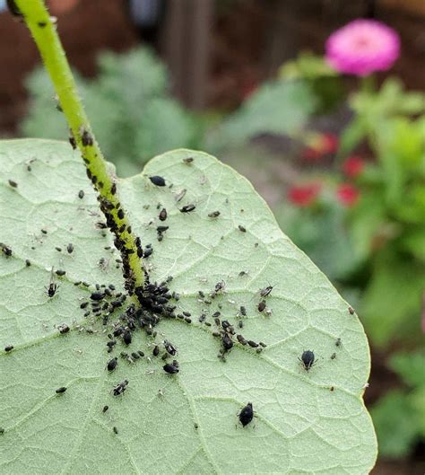 Organic Aphid Control: 9 Ways to Get Rid of Aphids ~ Homestead and Chill