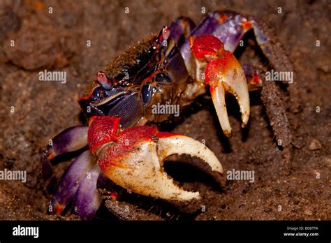 Mangrove Crab Stock Photos & Mangrove Crab Stock Images - Alamy