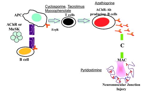 Summary of Myasthenia Gravis Pathogenesis. Antibodies directed at ...