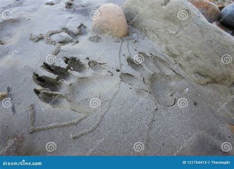 Raccoon Tracks in the Mud stock image. Image of tracks - 121754413