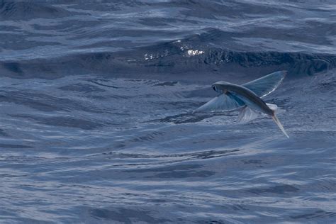 Why fish jump and how they do it - ABC News