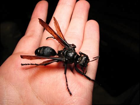 Moriarty’s Monsters Part 6: Tarantula Hawk – The Herald