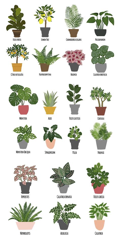 Tropical Plants Pictures And Names : Pin By Get Busy Gardening! On All ...