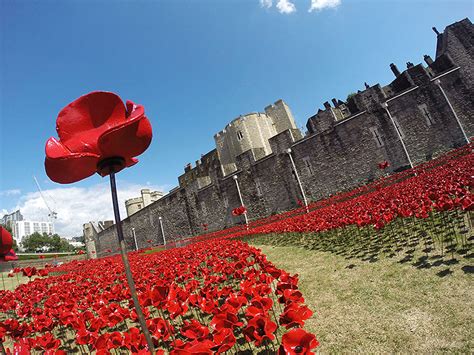 888,246 Poppies Pour Like Blood From The Tower Of London To Remember ...