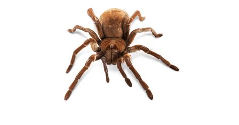 Goliath Spider Facts | Goliath Spider Size | DK Find Out