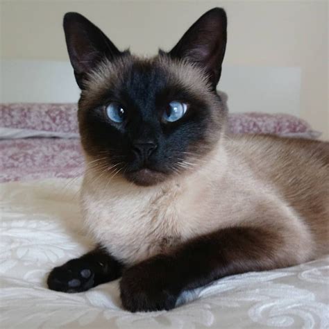 7 Fascinating Facts About Siamese Cats