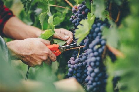 Seedless Table Grapes - Growing Magazine