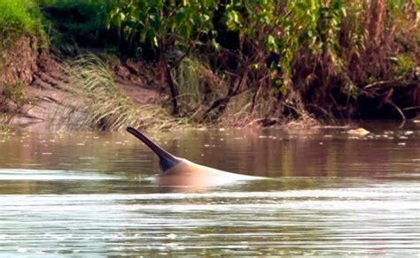 Ganges River Dolphin – "OCEAN TREASURES" Memorial Library