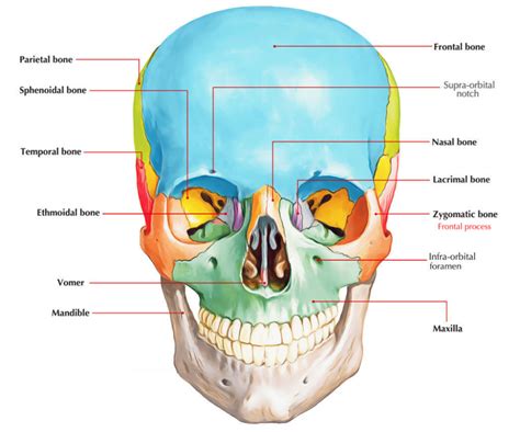 Frontal Process of Zygomatic bone | Skull anatomy, Anatomy, Human body ...