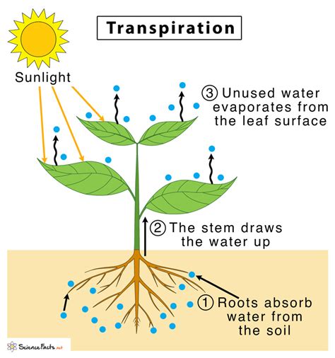 Transpiration – Definition, Factors, Types, and Importance