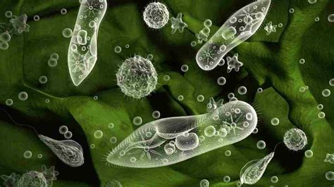 The Life Cycle of Sporozoa the Dangerous Parasite, Read Here! - World ...