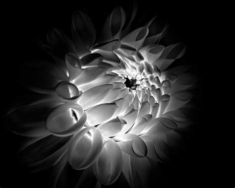 Altering the Mood with Black and White Flower Photography