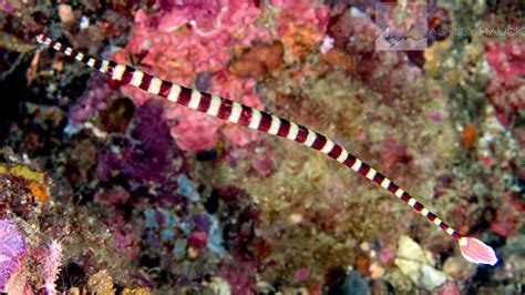 The Reproductive Habits of the Ghost Pipefish (A Limerick)