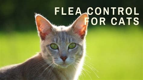 Cat Health | Flea Control: How to Identify and Treat